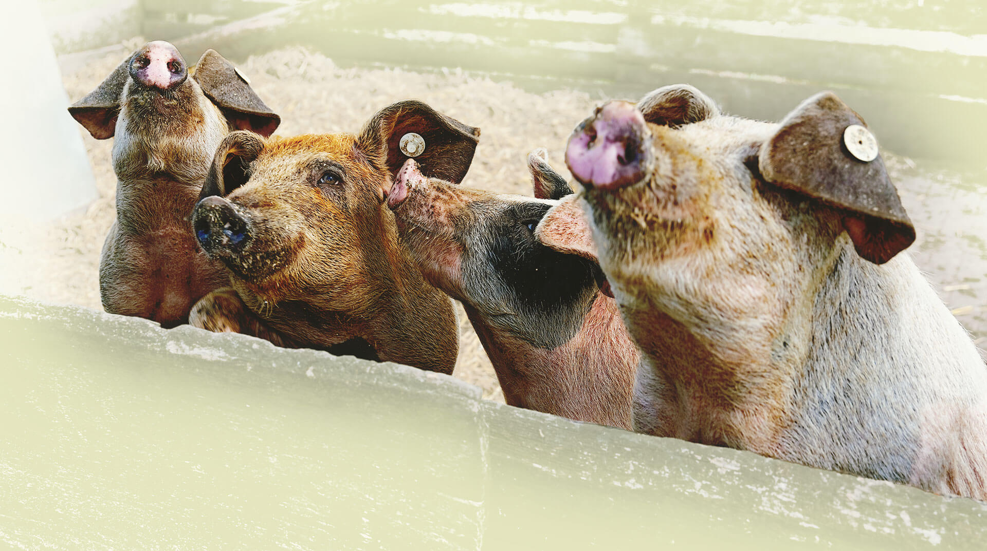 Banner refer to the homepage banner 1