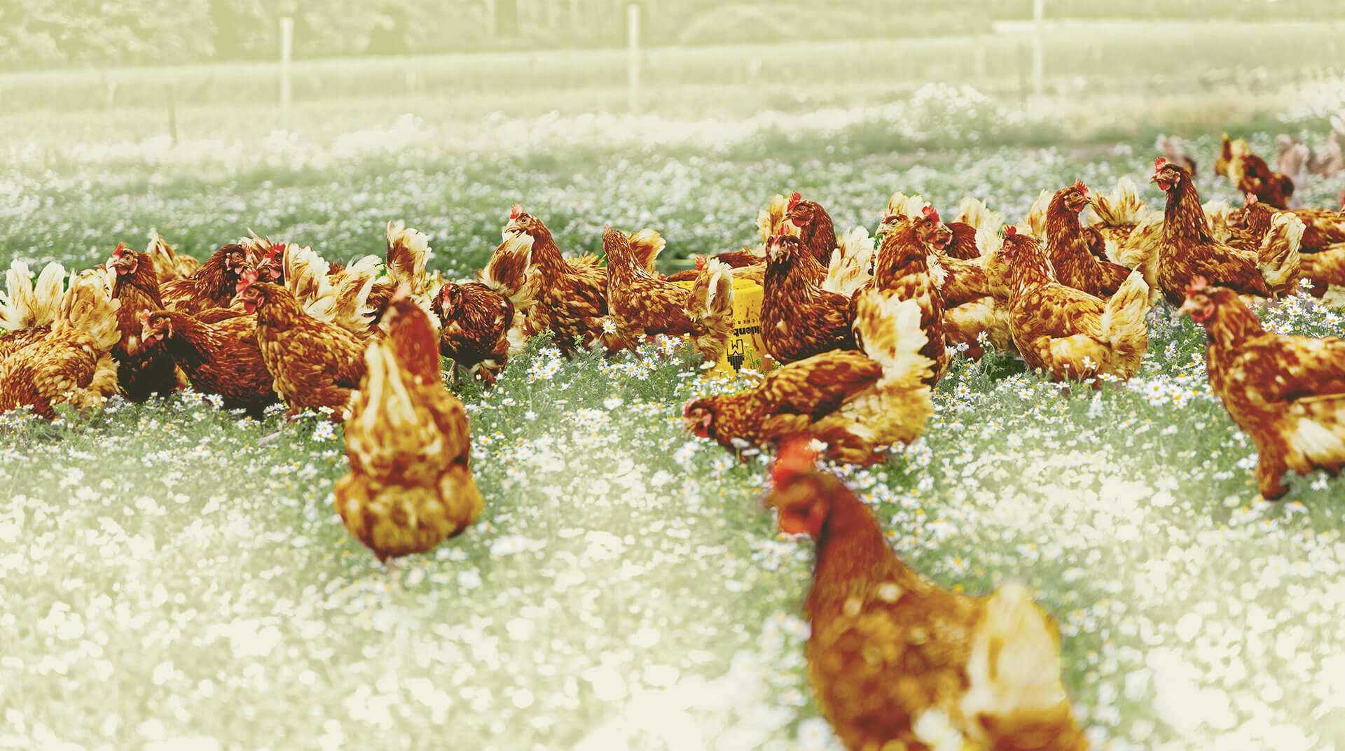 Banner refer to the homepage banner 2