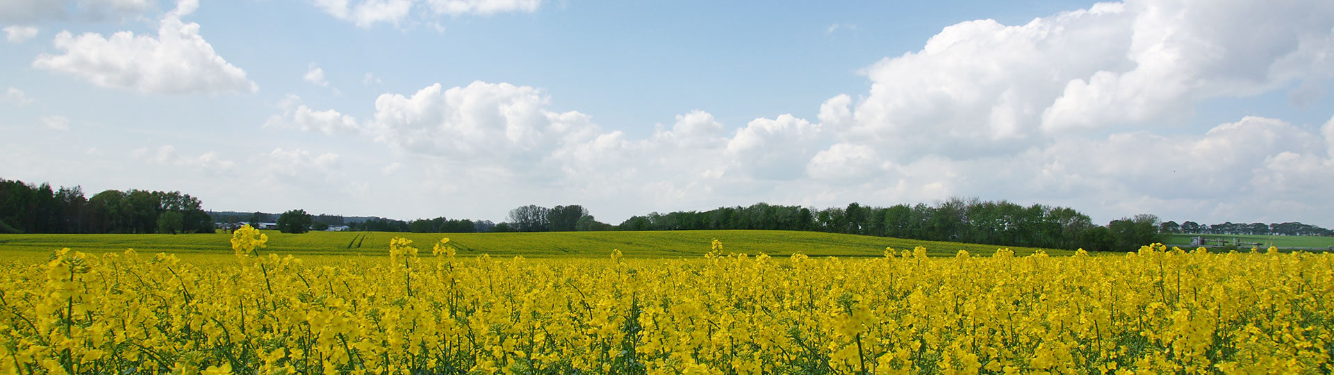 This image is for banner